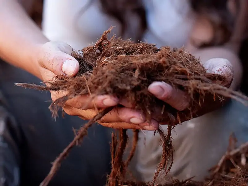 What Is Gorilla Hair Mulch and When Should You Use It?