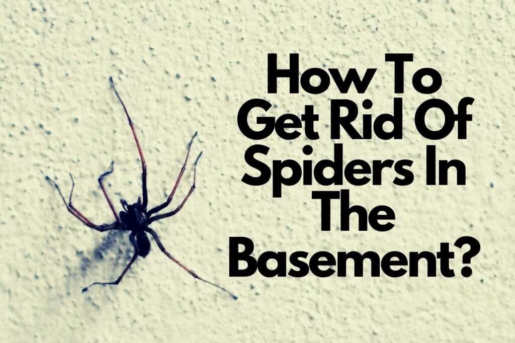 How to Get Rid of Spiders In Basement – And Keep Them Out