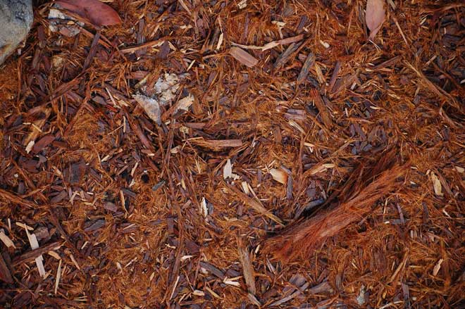 What Is Gorilla Hair Mulch and When Should You Use It?