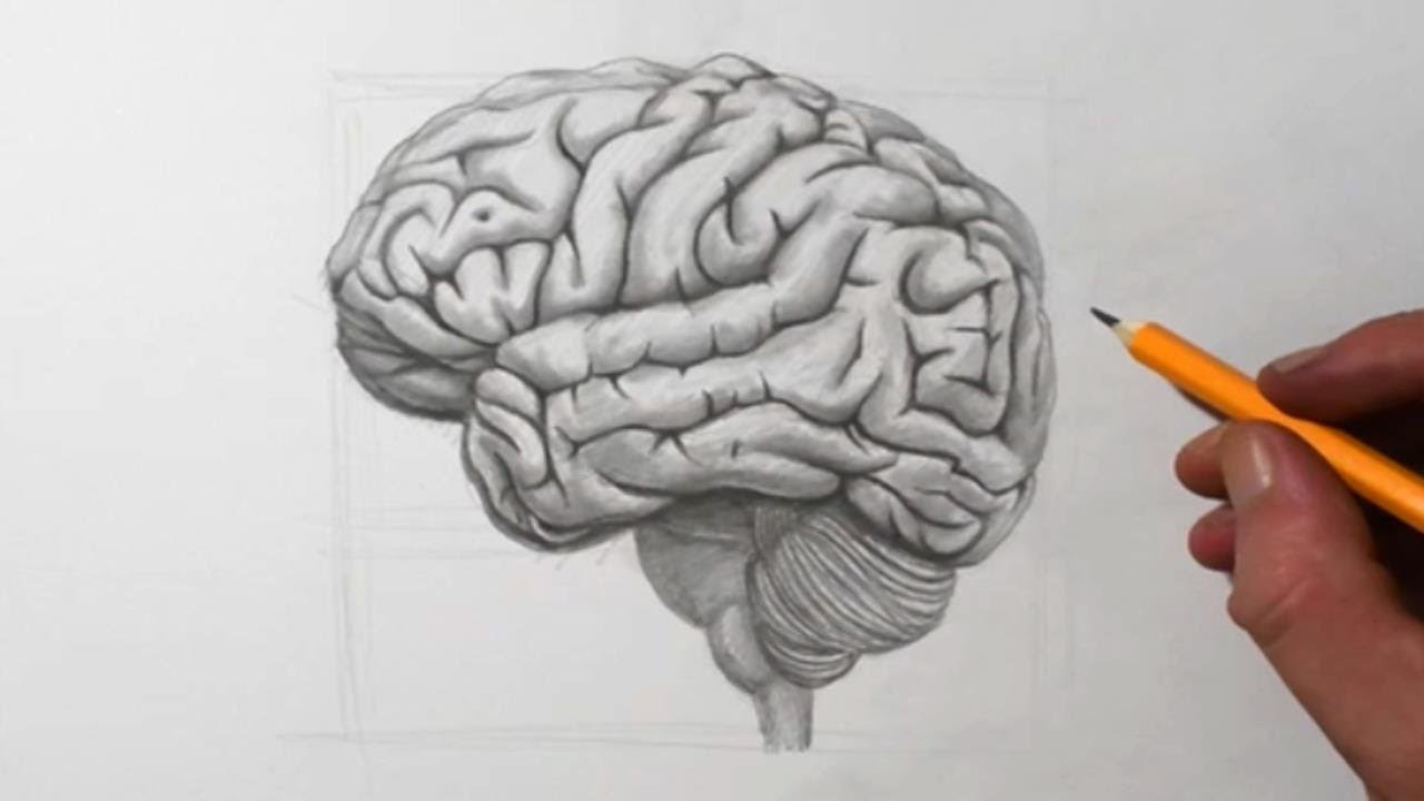 How To Draw A Brain