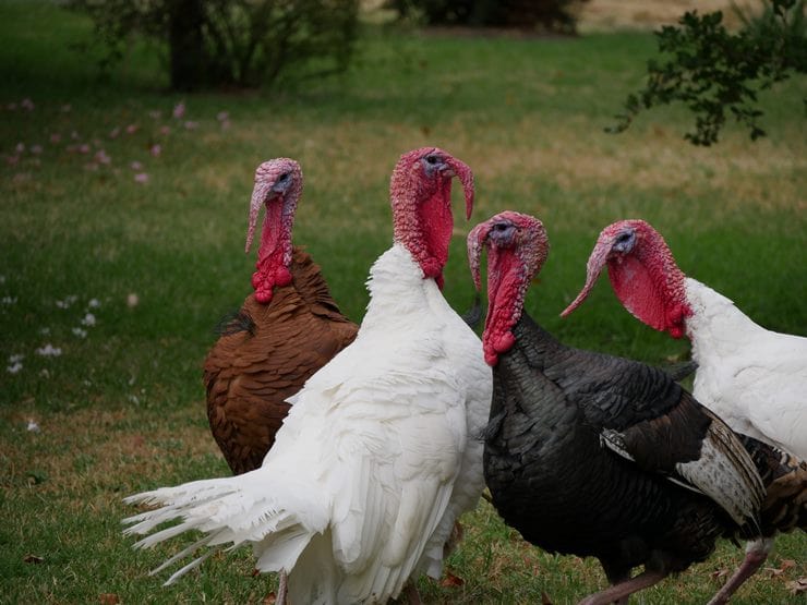 What is a group of Turkeys called