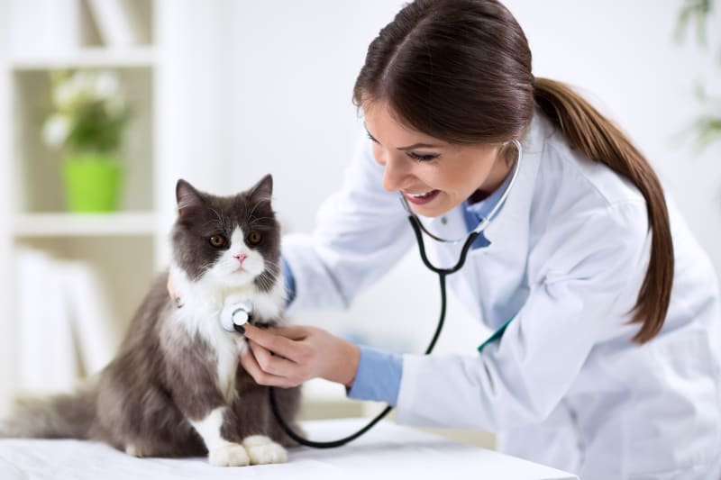 How often do you take a Cat to the vet