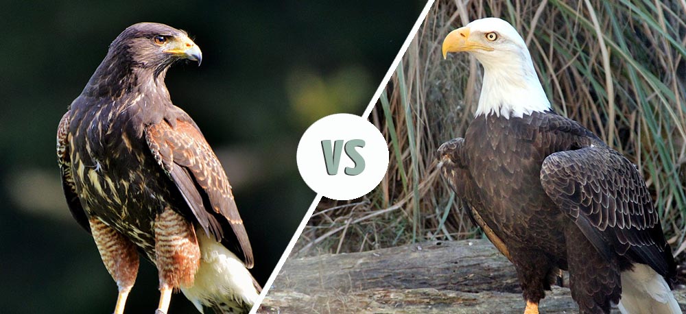 Eagle vs Falcon