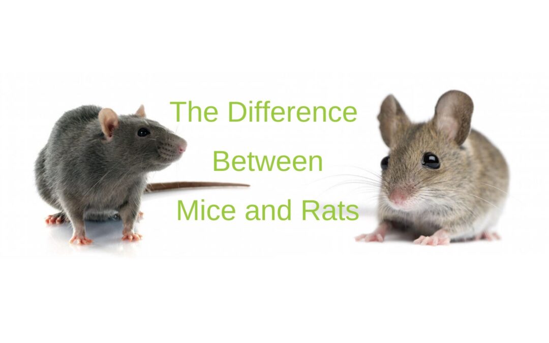 Rat vs Mice