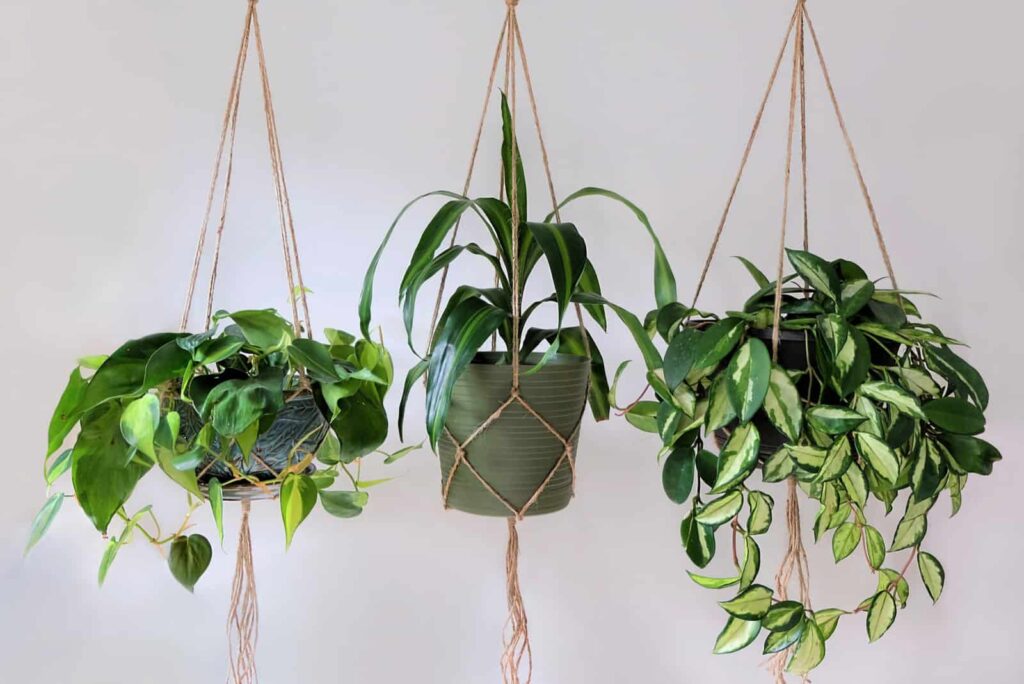 Hanging Plants