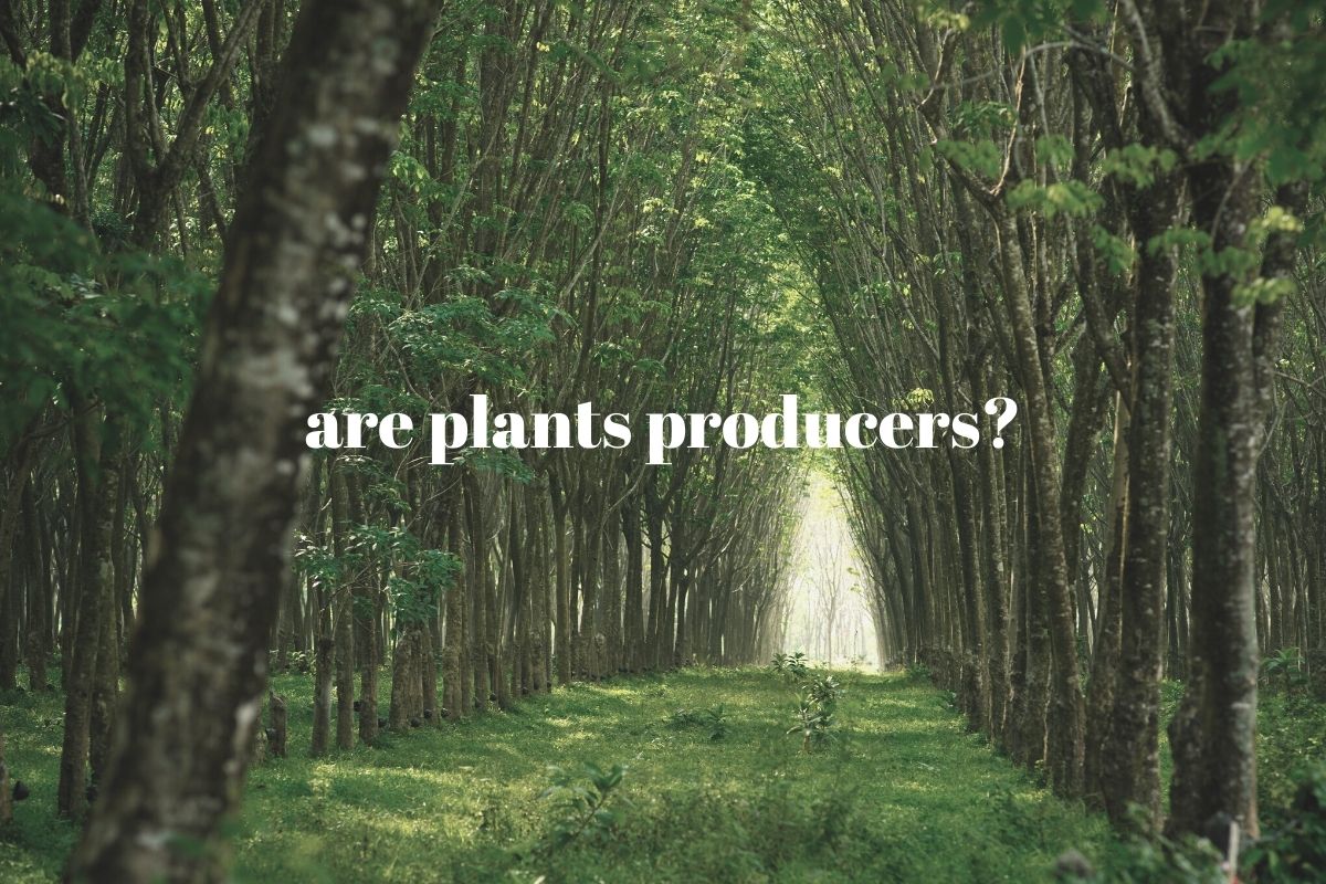 Why are Plants Called Producers