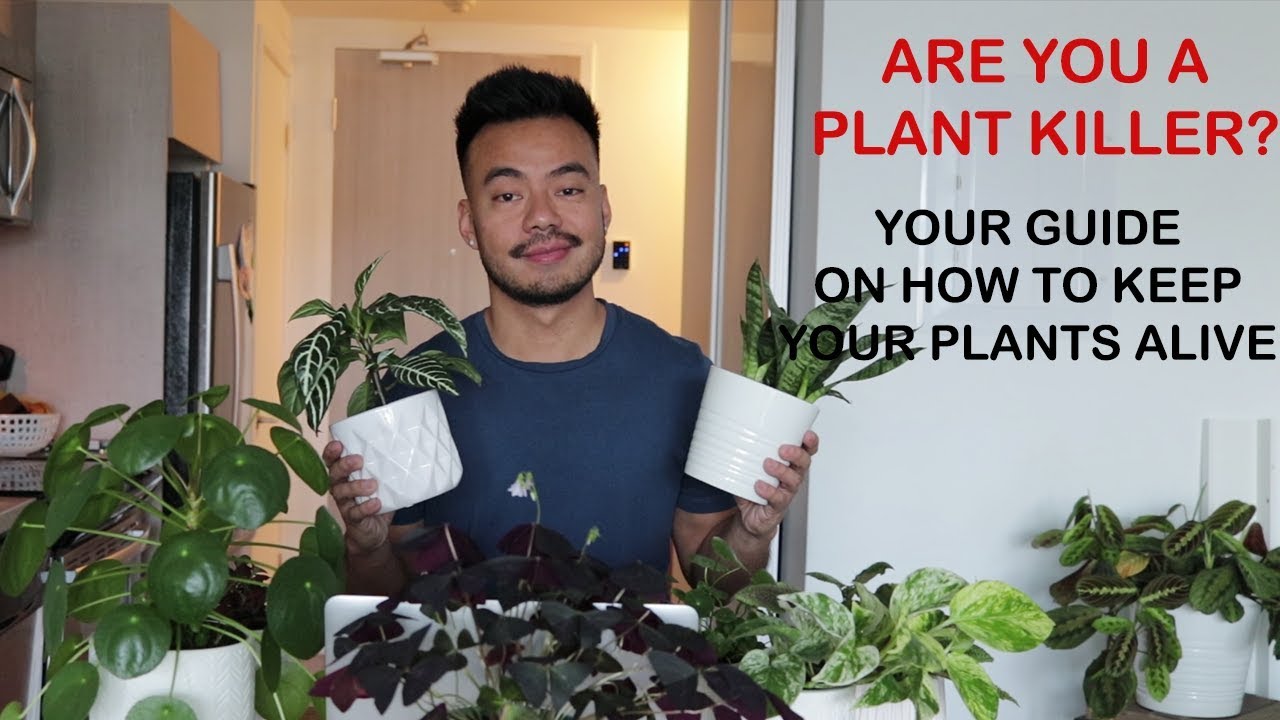 Are Plants Alive