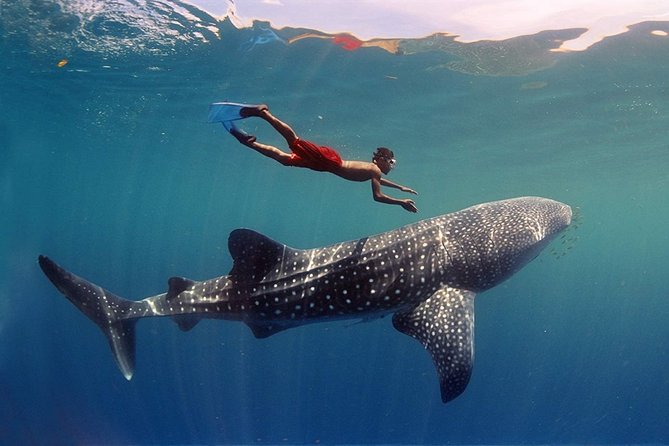 Maafushi naufragio and snorkelling with tiburones boating with dolphin observation