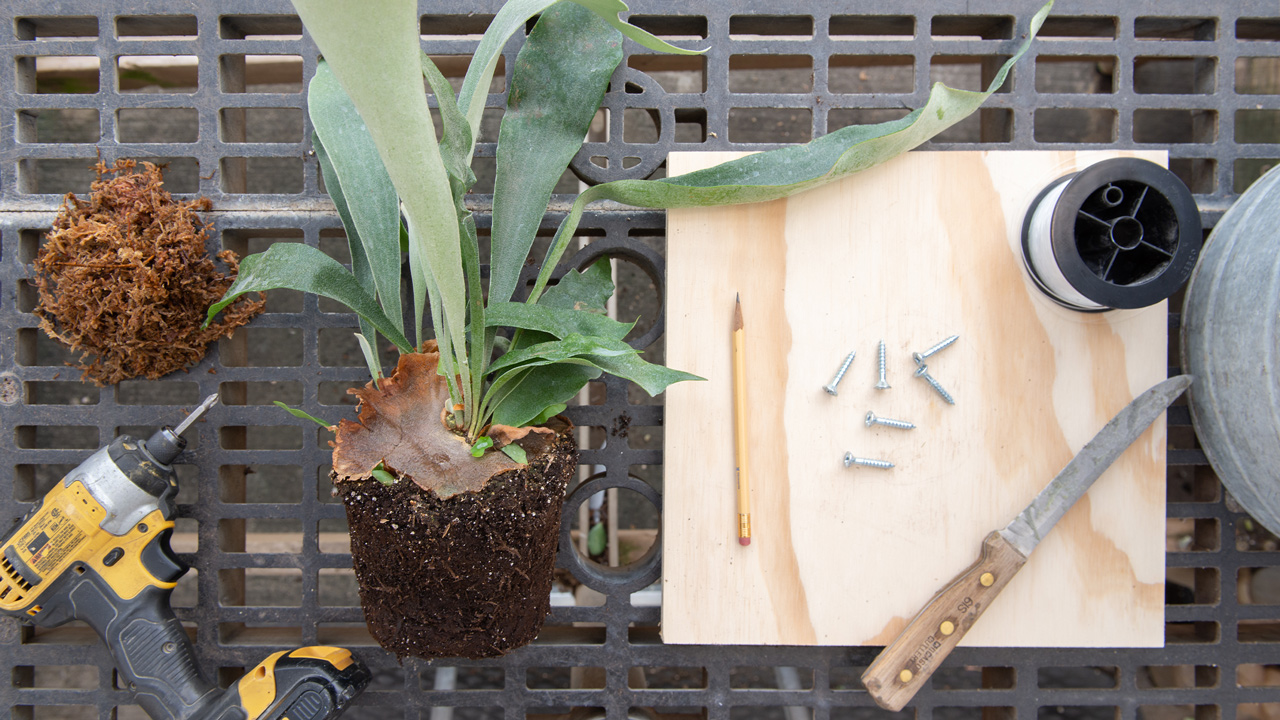 Materials for Staghorn Fern Mounting