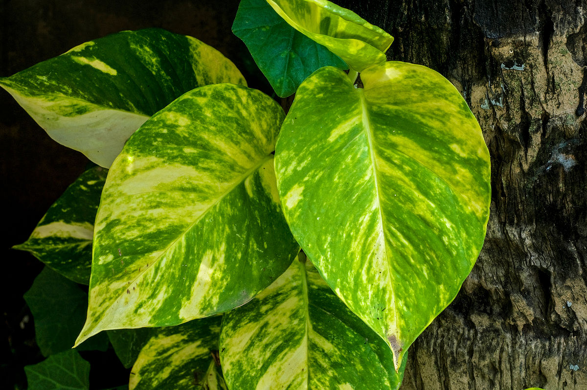 Devil's Ivy or Pothos (Epipremnum aureum)