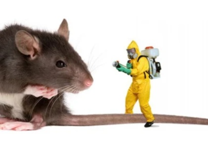 Rodent Control Strategies