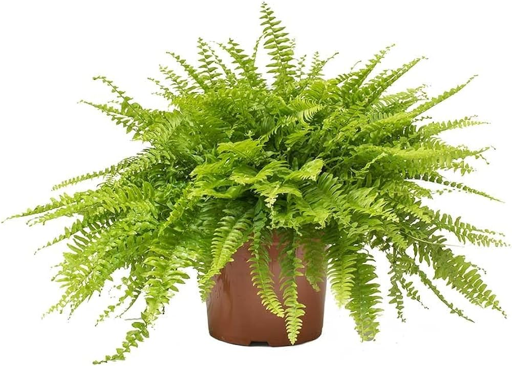 Boston Fern (Nephrolepis exaltata)