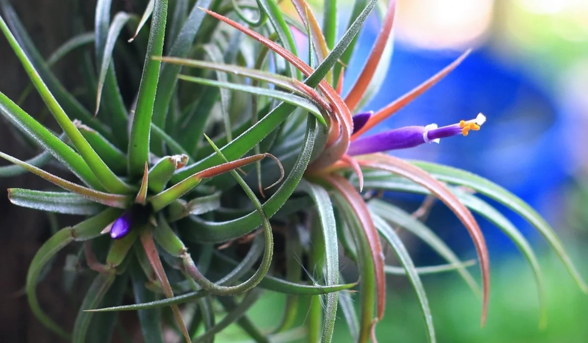 Air Plants (Tillandsia)