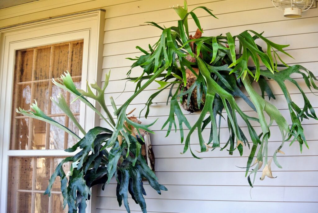 Mounting Staghorn Fern