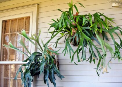 Mounting Staghorn Fern