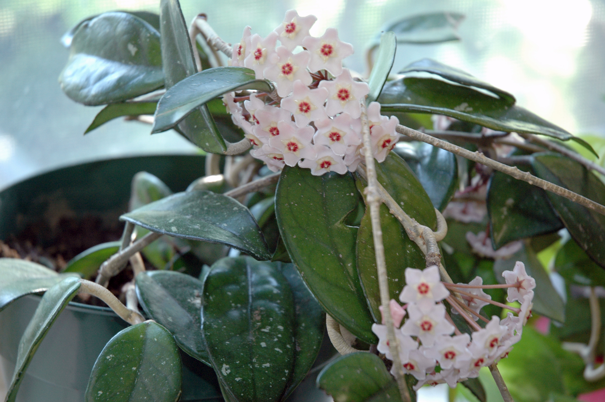 Hoya or Wax Plant (Hoya carnosa)