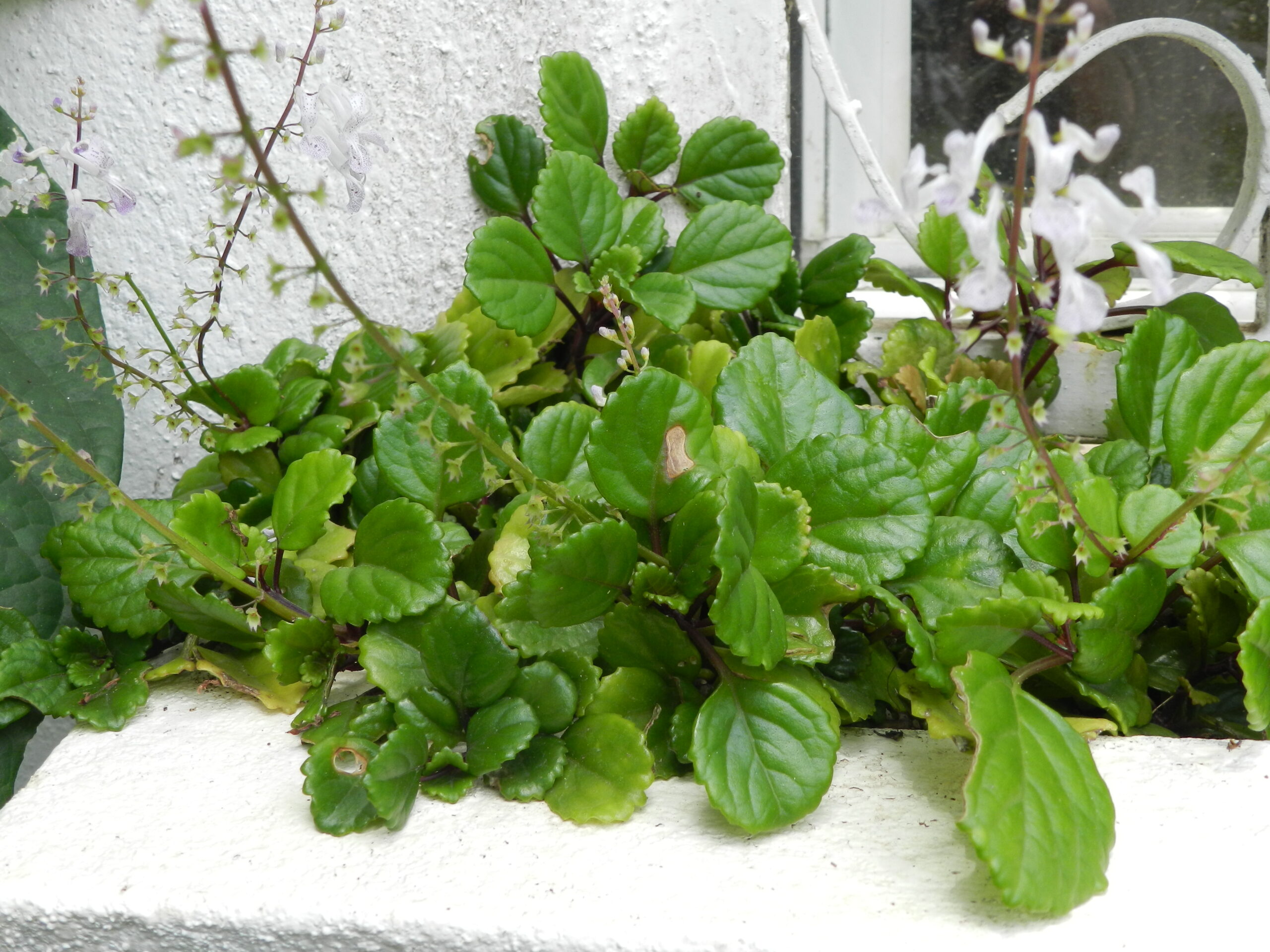 Swedish Ivy (Plectranthus verticillatus)