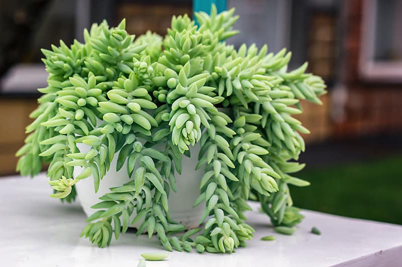 Burro's Tail or Donkey's Tail (Sedum morganianum)