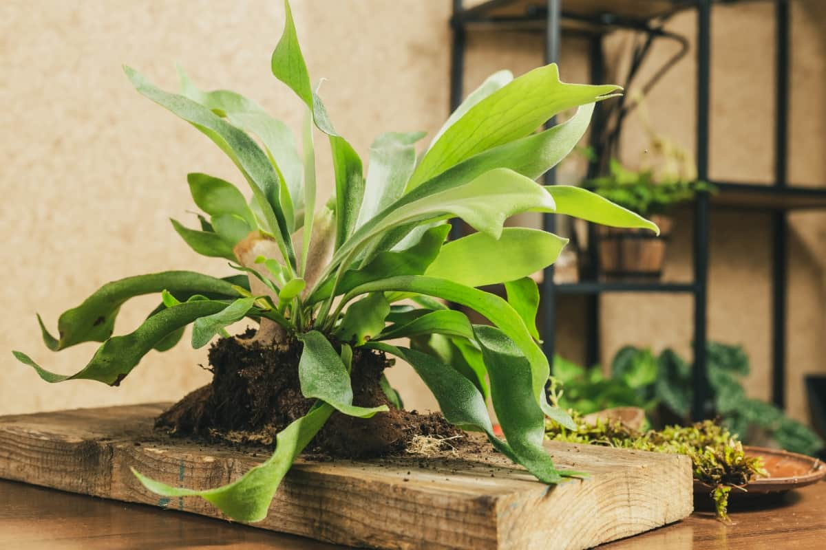 Choosing the Right Staghorn Fern