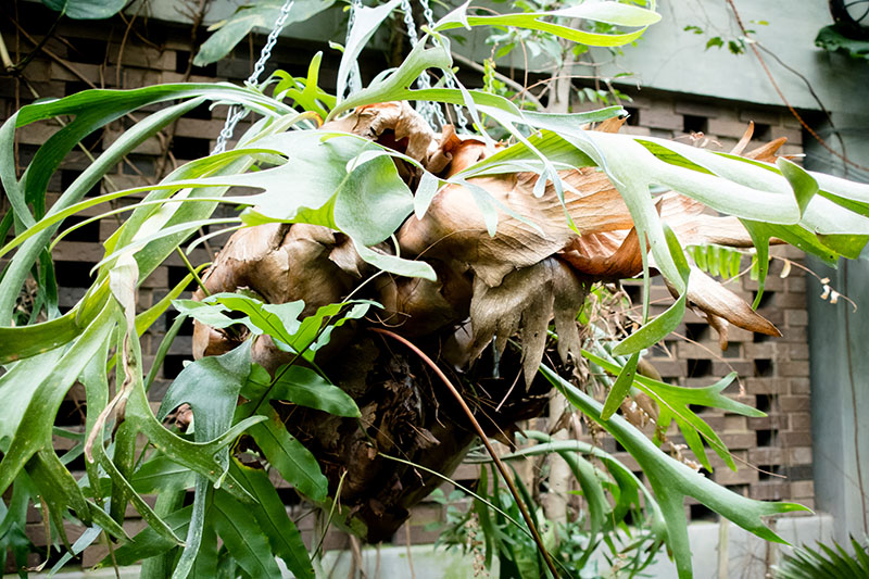 Understanding Staghorn Ferns