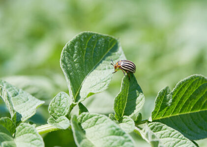 Exploring Insecticides: Types, Functions, and Advantages