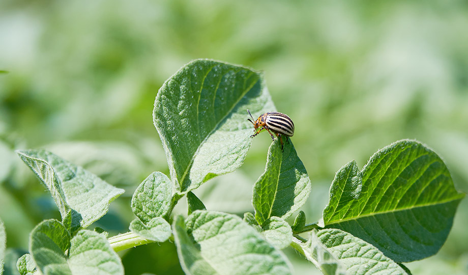 Exploring Insecticides: Types, Functions, and Advantages