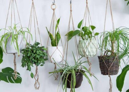 10 Hanging Plants