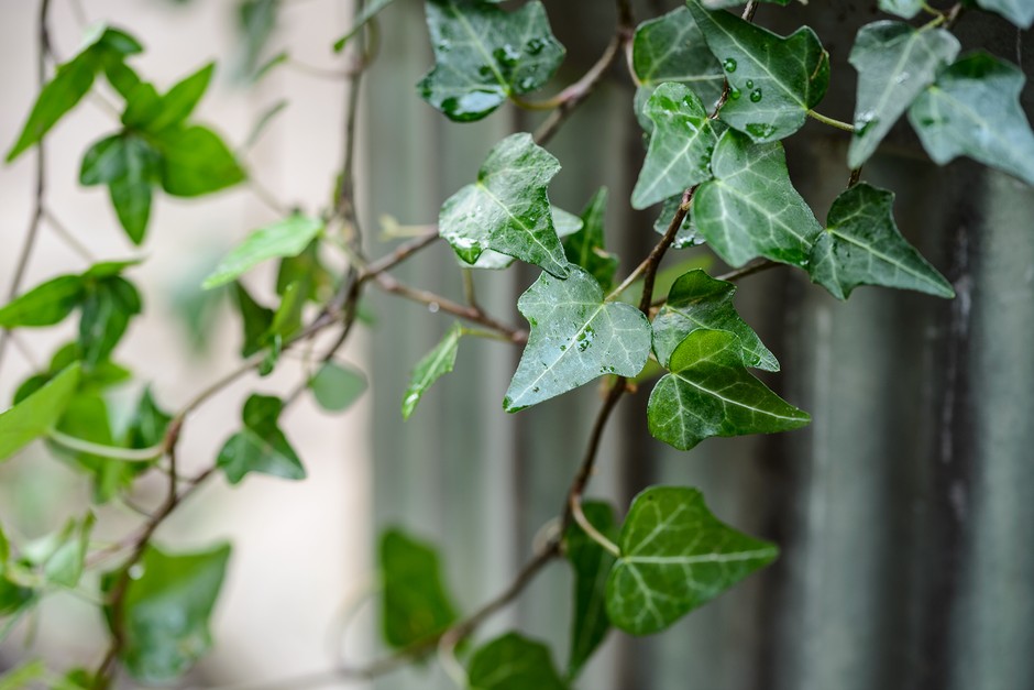 English Ivy (Hedera helix)