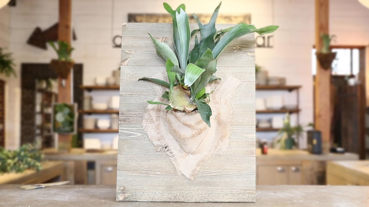 Mounting Staghorn Fern