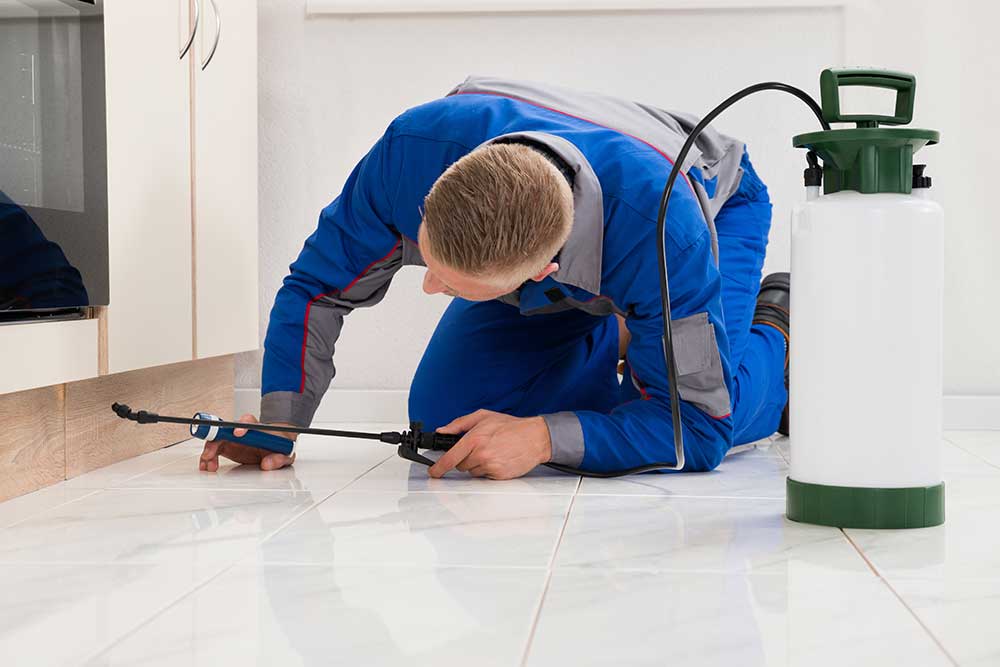 Is There a Difference Between Pest Control and Extermination?