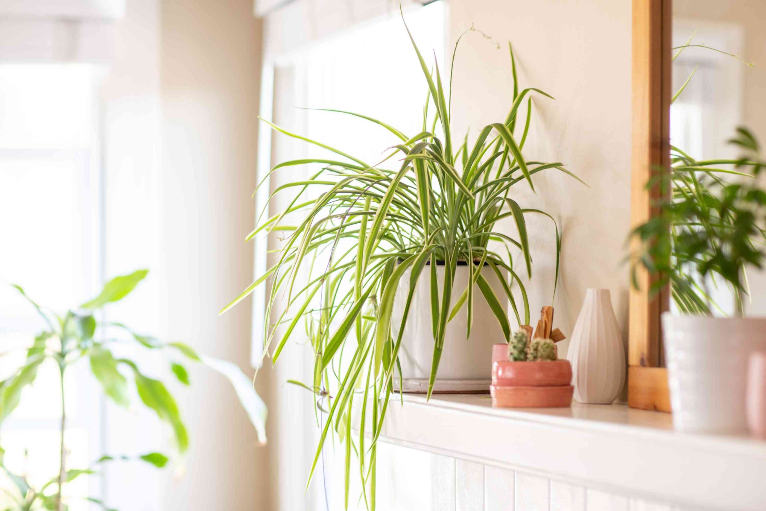 Spider Plant (Chlorophytum comosum)