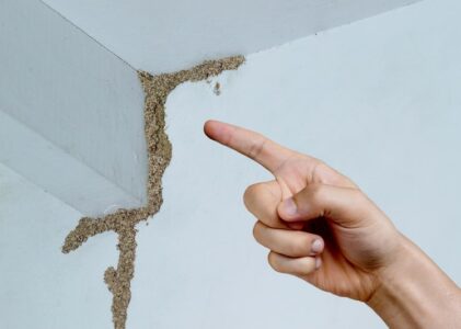 Termites: How to Identify and Control Them