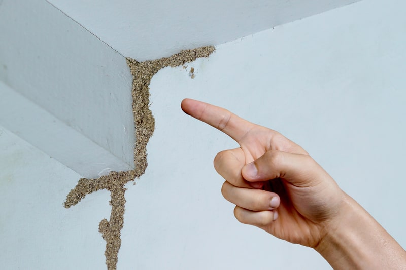 Termites: How to Identify and Control Them