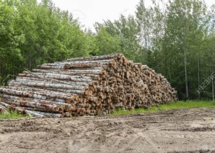 Tree Lopping: Techniques, Risks, and Responsible Arboriculture