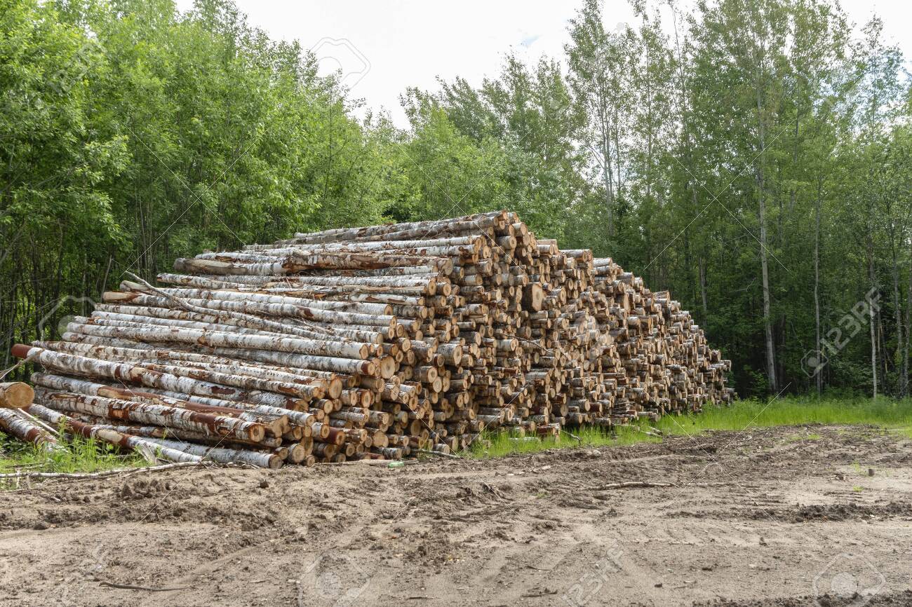 Tree Lopping: Techniques, Risks, and Responsible Arboriculture