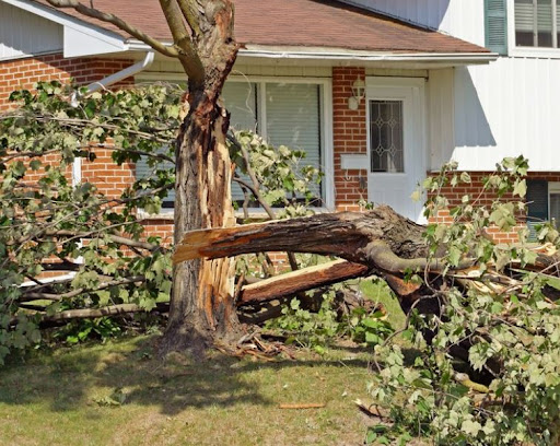 Emergency Storm Damage Tree Service in Denver