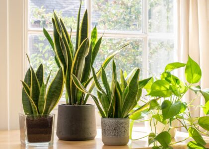 how To Make Snake Plant Grow Taller