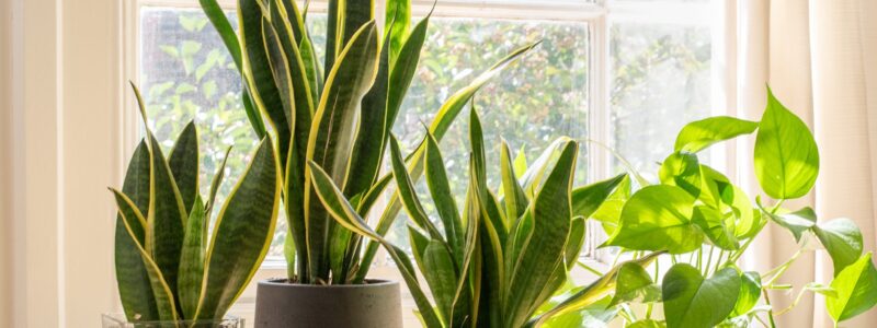 How To Make Snake Plant Grow Taller