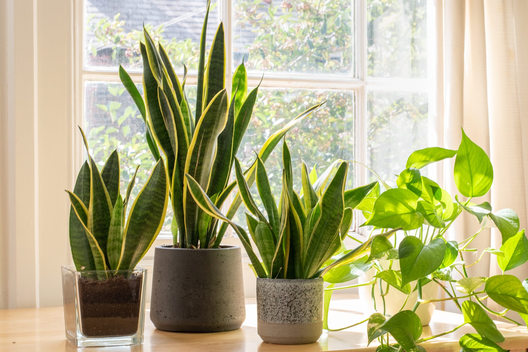 how To Make Snake Plant Grow Taller