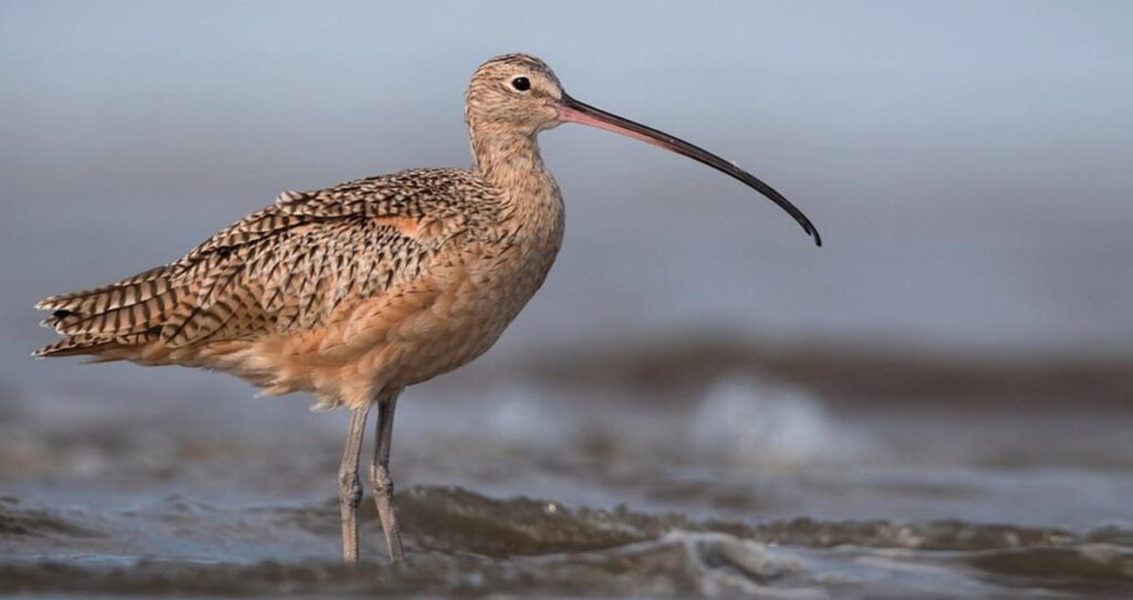 Shore Bird With a Curved Beak Nyt