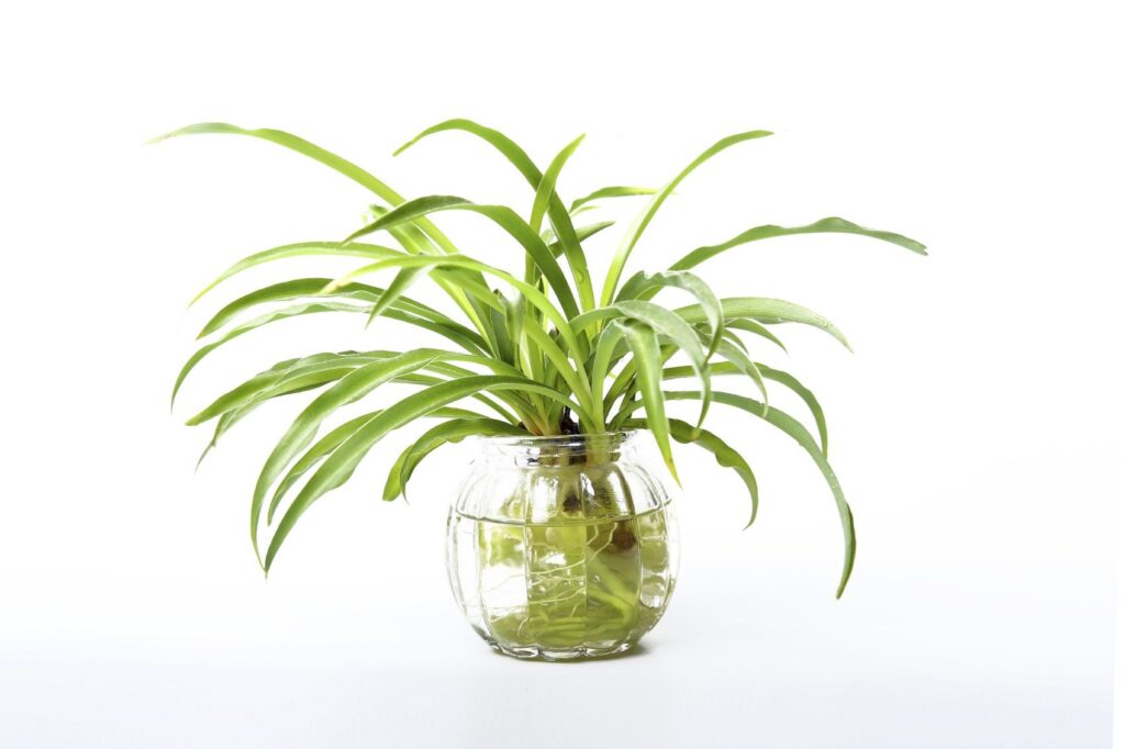 Can a Spider Plant Live In Water