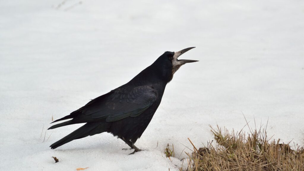 What Does It Mean When a Crow Caws At You