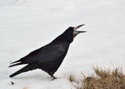 What Does It Mean When a Crow Caws At You