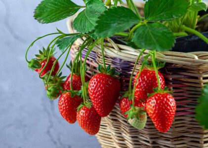 Can You Grow Strawberries Indoors All Year Round