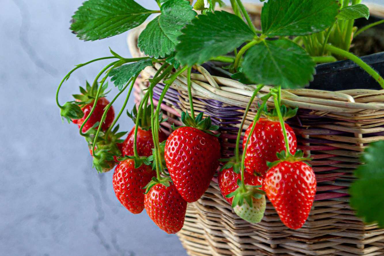 Can You Grow Strawberries Indoors All Year Round