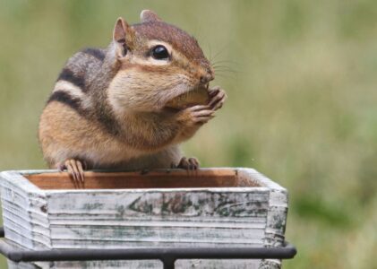 How To Keep Chipmunks Out Of Potted Plants
