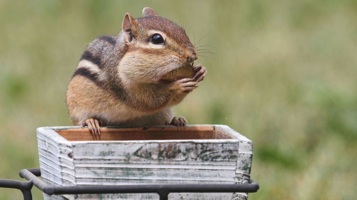 How To Keep Chipmunks Out Of Potted Plants