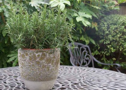What To Plant With Rosemary In Container