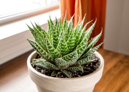 Plants That Look Like Aloe Vera But Aren’t