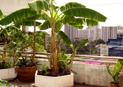 Can You Grow Banana Trees In Pots